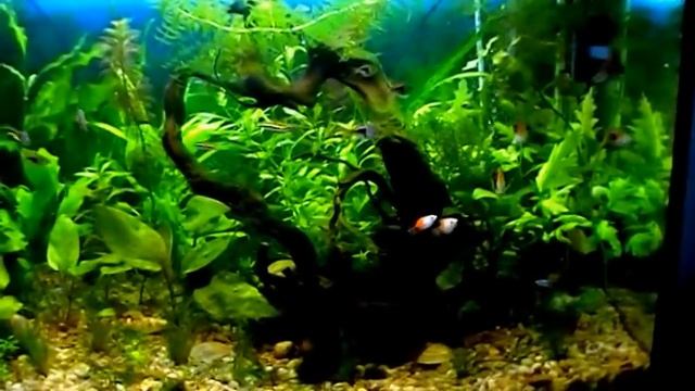 Аквариум соседа. Tropical Fish. смотреть онлайн