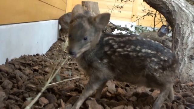 #03.Super cute!! World's smallest deer. Pudu mom and baby (one month after birth)超かわいい！！世界最小のシカ。プーズ смотреть онлайн