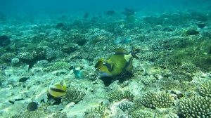 Титановый спинорог и разноцветная компания. Красное море. Шарм-эш-Шейх. Шаркс-Бей. 2024