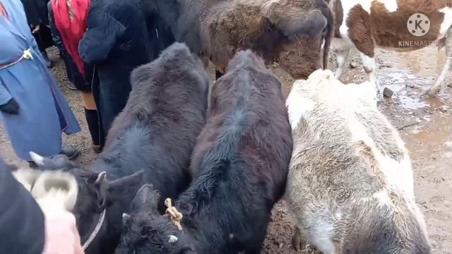 SHURCHI  MOL  BOZORI  BUG'OZ  SEGIR  NARXLARI