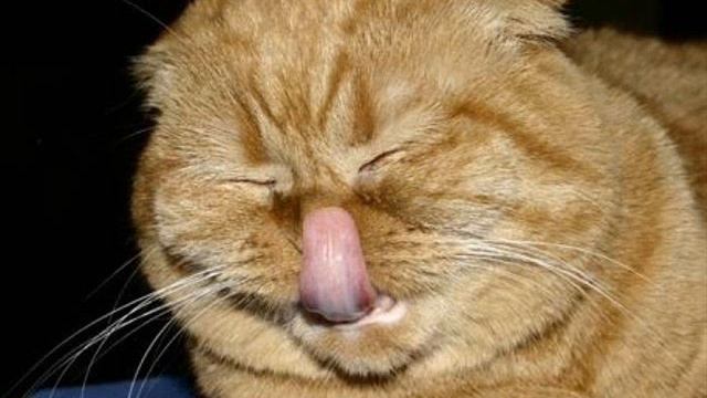 Угарные коты! Нарезка 5! смотреть онлайн