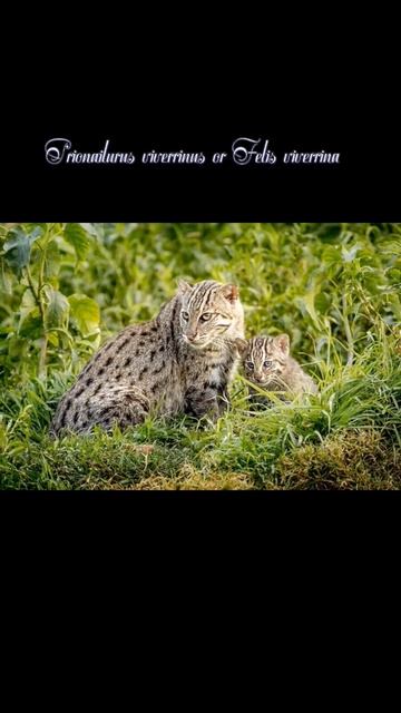 Prionailurus viverrinus or Felis viverrina #top #animals #srilanka #shorts #cat смотреть онлайн
