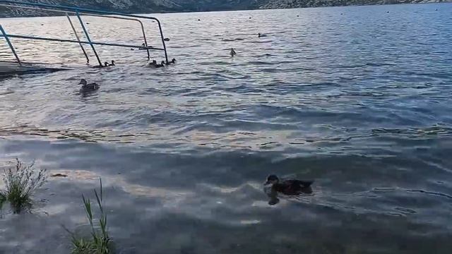 вечерняя кормежка уток с элементами утиных единоборств. смотреть онлайн