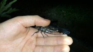 Brown Cicada screams