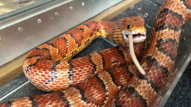 London 2022-  Part 3 - Feeding My Pet Snakes (!TW!)