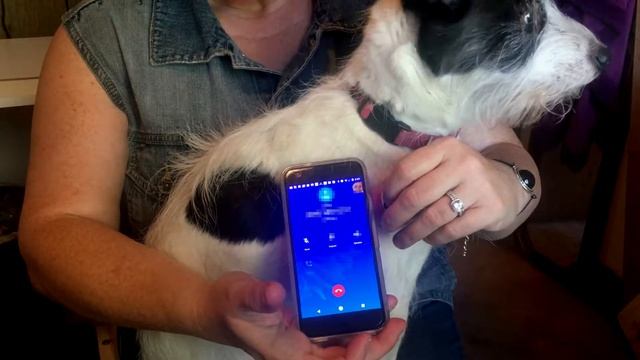 NFC-Embedded Dog Tags by Smart Jewelry Boutique смотреть онлайн