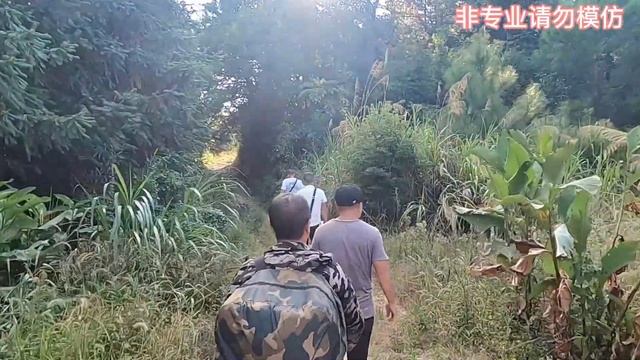 VESPA MANDARINIA NEST REMOVING,ASIAN GIANT HORNET NEST REMOVAL,WASP NEST REMOVING смотреть онлайн