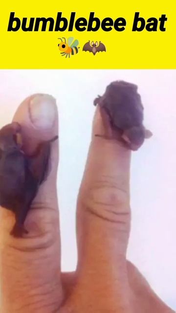 bumblebee bat 🦇 смотреть онлайн