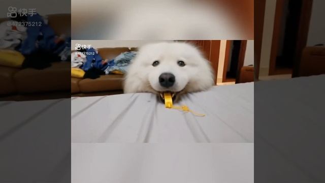 Funny Dog Trying play Whistle смотреть онлайн