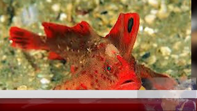 Rare Red Handfish Colony Discovered in Tasmania смотреть онлайн