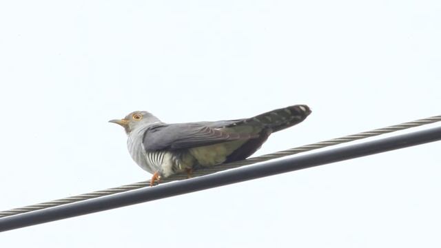 Himalayan Cuckoo's call смотреть онлайн