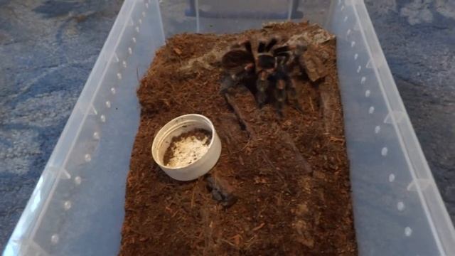 Brachypelma auratum feeding смотреть онлайн
