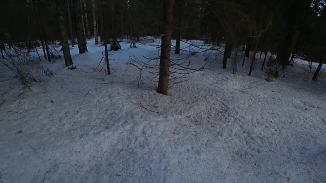 ДАРЮ 3500р ЗА КОММЕНТАРИЙ | НАШЛИ ЛОСЕЙ В ЛЕСУ смотреть онлайн