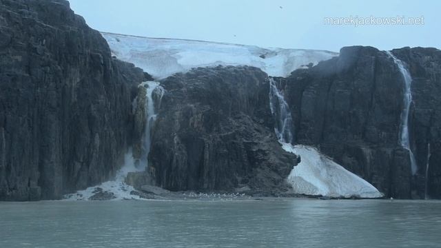 Beluga Whale. Svalbard Archipelago смотреть онлайн