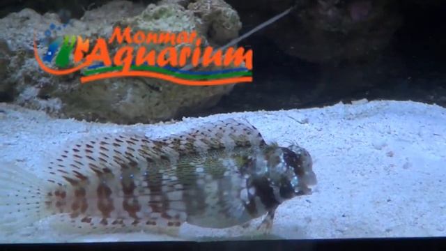 SALARIAS FASCIATUS GG смотреть онлайн