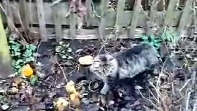 Гуси-гуси гыхыхыхы смотреть онлайн