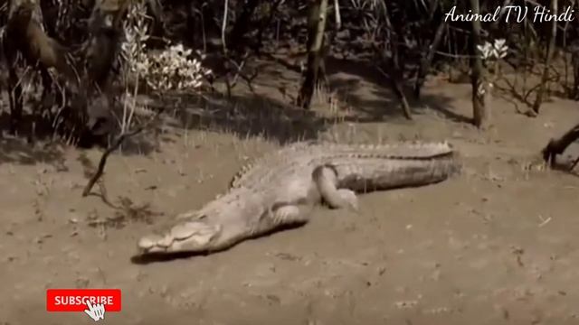 Siberian Tiger vs Green Anaconda - Who is Stronger 🤔 смотреть онлайн