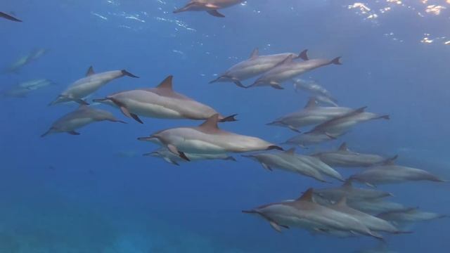 Hawaiian Spinner Dolphins and Pantropical Spotted Dolphins смотреть онлайн