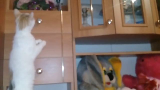 ЛАБРАДОР "ЛАКИ" УСТАЛ И РЕШИЛ ПОСПАТЬ!!! смотреть онлайн