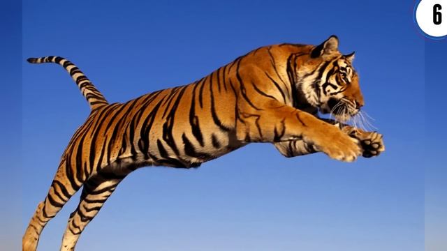 10 Amazing Animals In Danger Of Extinction
