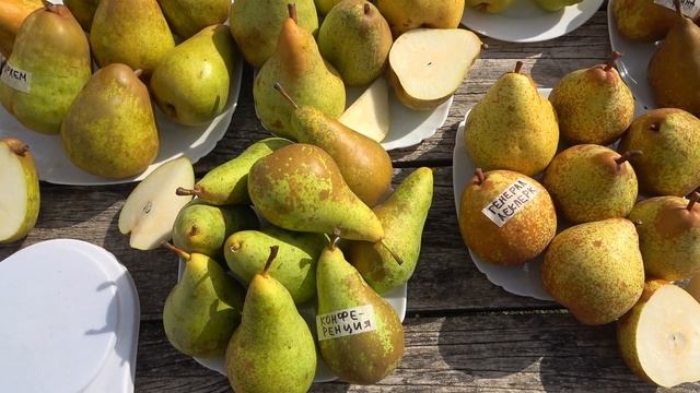 Обзор плодов груш некоторых осенних сортов на 03.10.2023г. смотреть онлайн