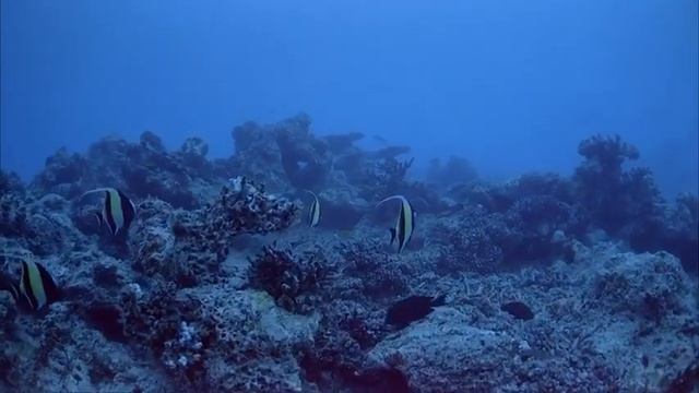 Замедленное старение