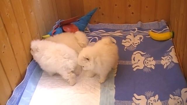 ЙЕТИ, МИЛЛИ И ФЛАЙ смотреть онлайн