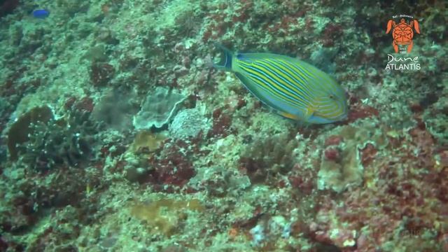 Manta Point, 05 May 2016 смотреть онлайн