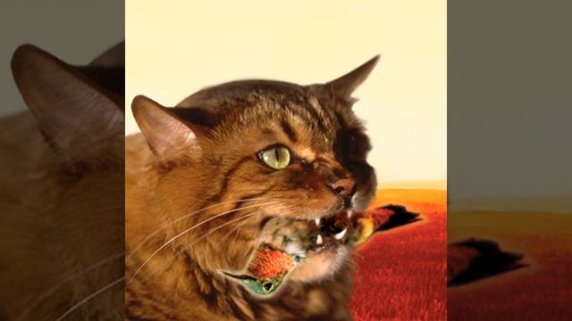 Keep It Together (Meow Mix) смотреть онлайн