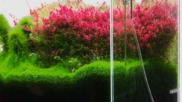 LED Lights for Planted Aquarium | Spectrum LED Light | Color Rendering Index | Lumens смотреть онлайн