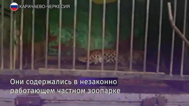 Продажу детенышей леопардов пресекли в Карачаево-Черкесии смотреть онлайн