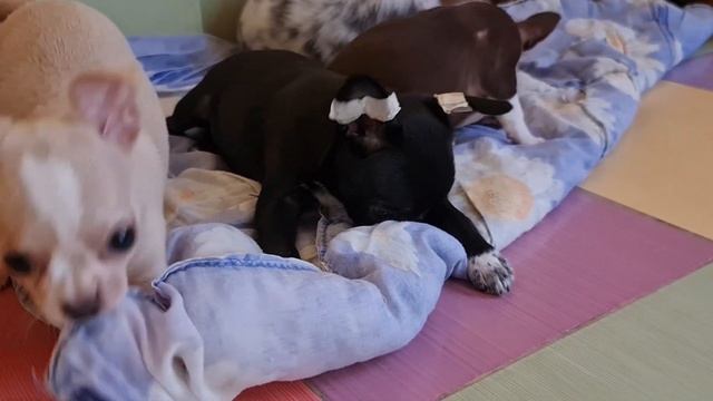 домашний питомник чихуахуа и той-пудель Кастропуло Крым купить щенка #chihuahua #puppy #собака смотреть онлайн