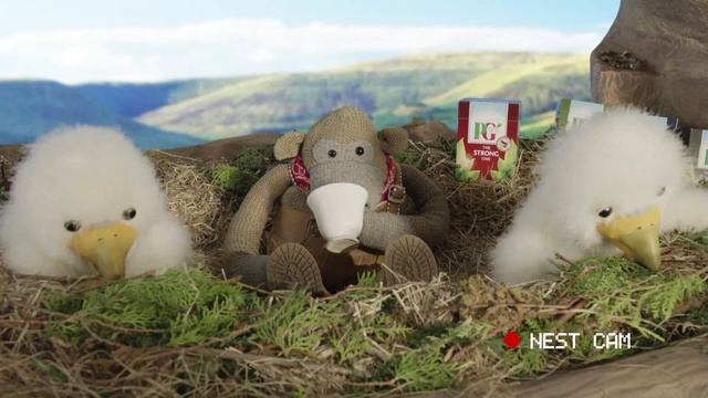 PG Tips - NestCam - The Strong One