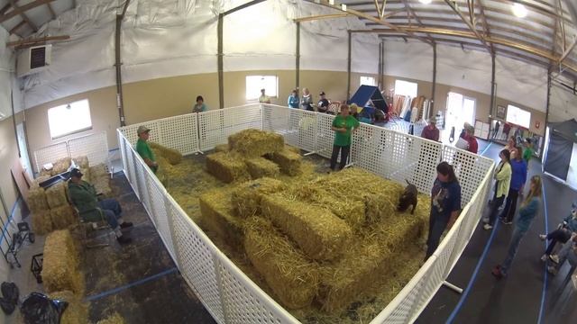 Barn Hunt Trial - Saturday, August 29, 2015 смотреть онлайн