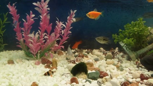 220 Аквариум Хишники смотреть онлайн