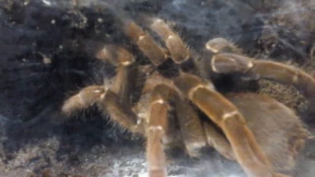 King Baboon Feeds - P.Muticus смотреть онлайн