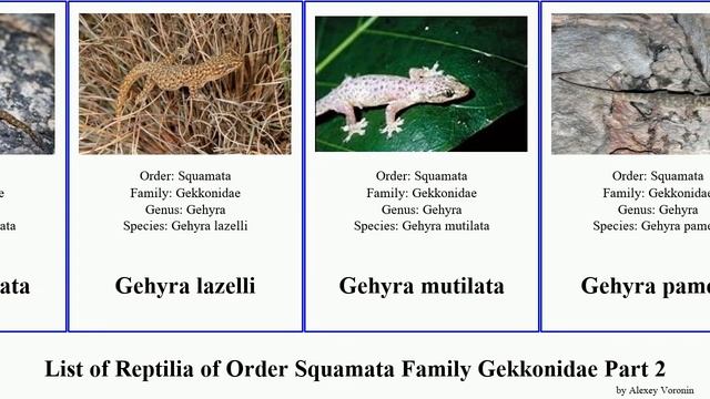 List of Reptilia of Order Squamata Family Gekkonidae Part 2 hemidactylus gecko cyrtodactylus rex смотреть онлайн