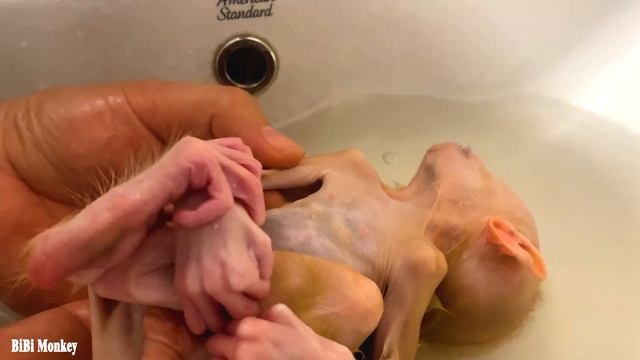 Monkey Bibi Is Bathed And Dressed In New Clothes By Her Father