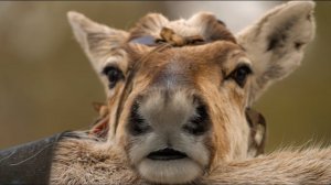 Охота в лесотундре Ямала.
1 часть