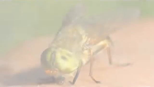 The Real House Flies of Chicago смотреть онлайн
