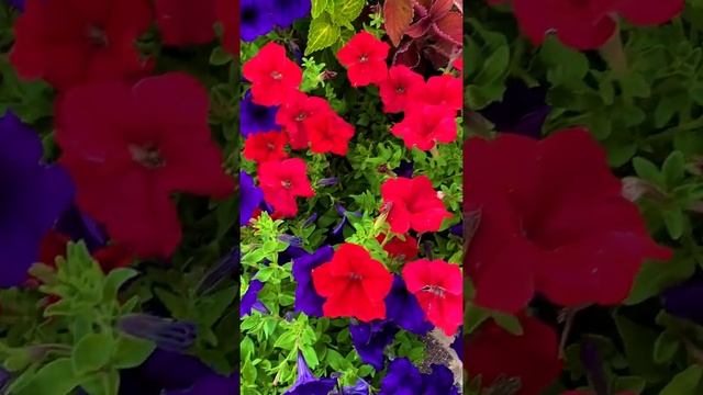 Fairytale Garden /winner /of Gnomes in America 🥰. Сказочный лучший сад гномов в Америке. USA, 🇺🇸 смотреть онлайн