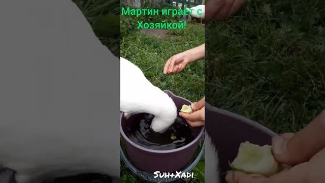 Гусь Мартинджан кушает огурцы!!! смотреть онлайн
