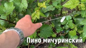 Последствия майских заморозков. Что на винограднике нужно сделать?