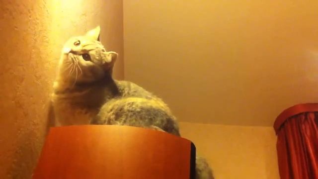 Кошка и лазерная указка. смотреть онлайн