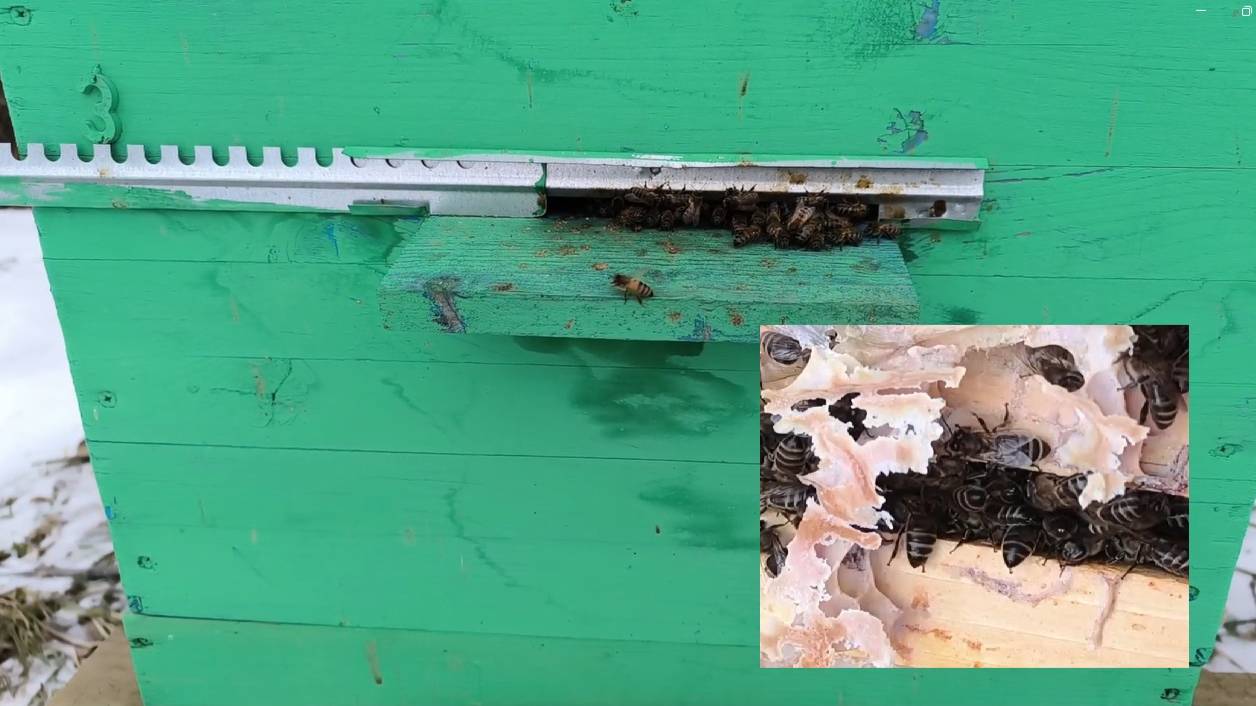 Подкормка пчел в конце января Канди. Зимняя подкормка пчёл. Зимовка пчел в улье на улице. смотреть онлайн