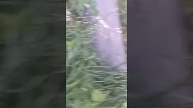 Летучая мыш умирает !!! смотреть онлайн