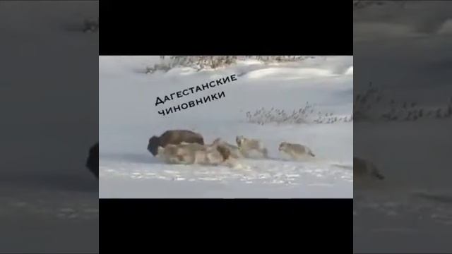 Кавказская трилогия смотреть онлайн