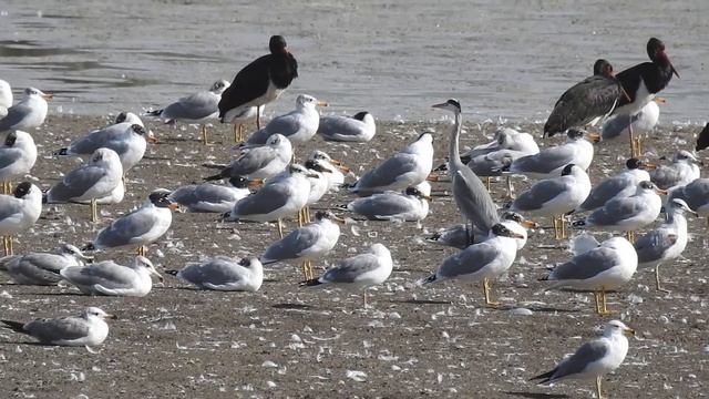שחף עיטי להקה Palla's Gull смотреть онлайн