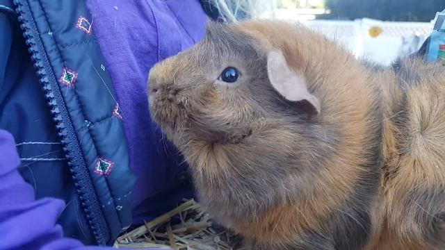 # 3 Wooden Chew Sticks. To Buy or Not to Buy? смотреть онлайн