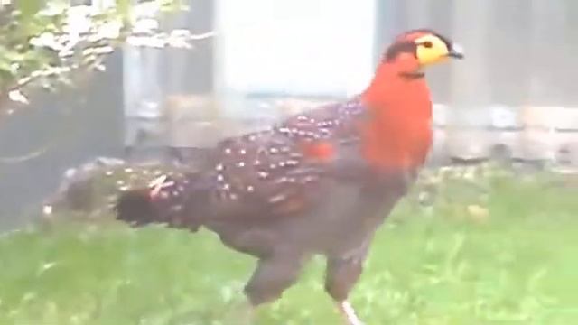 Blyth's tragopan Tragopan blythii male смотреть онлайн